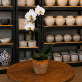 White orchid plant in a terracotta pot on a wooden table