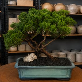 Potted bonsai tree in a blue rectangular ceramic planter