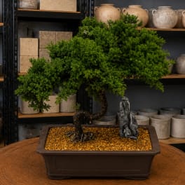 Potted bonsai tree in a rectangular planter with gravel top dressing