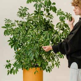 Large potted green houseplant in an orange ribbed planter