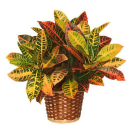 Potted croton plant with multicolored leaves in a woven basket