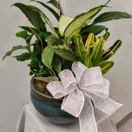 Potted green plant arrangement with a white bow in a ceramic bowl