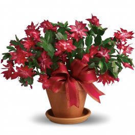Merry Christmas Cactus