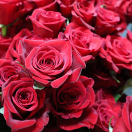 Close-up of many red roses clustered together