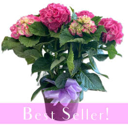 Potted pink hydrangea plant with lush green leaves and a lavender bow on the container
