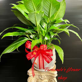 Green potted plant with a red bow in a white pot on an ornate pedestal
