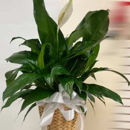 Potted peace lily plant with one white bloom in a woven basket with a white ribbon bow