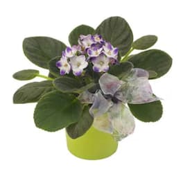 Potted African violet with purple and white blooms in a lime green pot