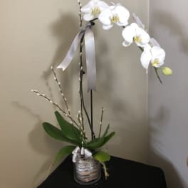 White orchid arrangement in a glass container with a silver ribbon