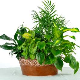 Mixed green houseplants in a low copper metal planter