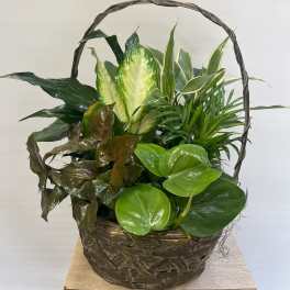 Basket of assorted green houseplants with glossy leaves