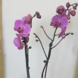 Two purple orchid stems in a white pot with a pink ribbon