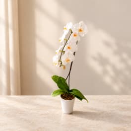 White orchid plant in a white pot on a tabletop