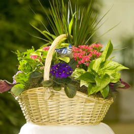 Mixed potted plants and flowers in a wicker basket