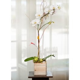 White orchid arrangement in a wooden cube planter
