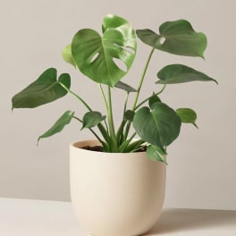 Monstera Plant