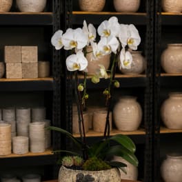 White orchids in a textured ceramic pot with succulents and moss
