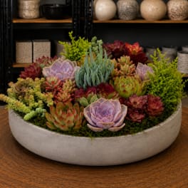 Round succulent arrangement in a shallow gray bowl with purple, red, and green rosettes
