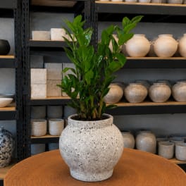 Potted green plant in a textured white ceramic vase