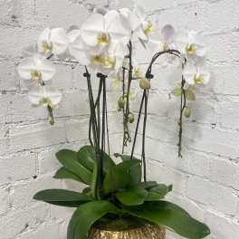 White orchid plant in a gold textured pot