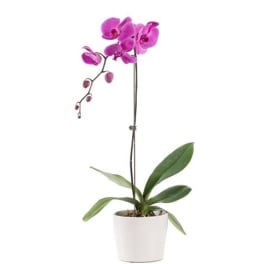 Potted pink orchid with a white planter