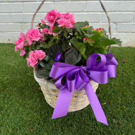 Pink flowering plant basket with a purple ribbon bow