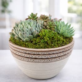 Succulent Bowl by BloomNation™