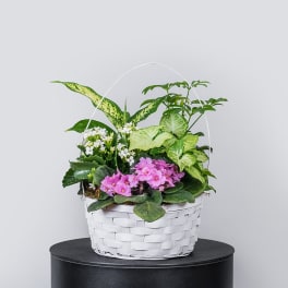 White basket planter with pink and white flowering plants