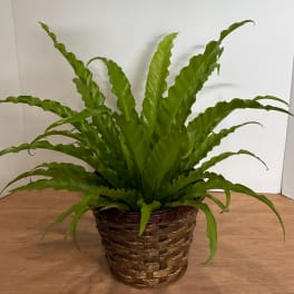 Potted green fern in a woven basket planter