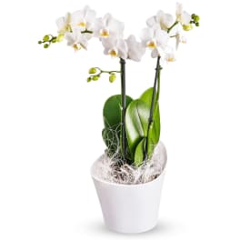 White orchid plant in a white pot with green leaves