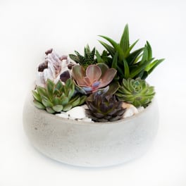 Succulent arrangement in a round concrete planter with shells