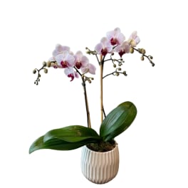 Potted orchid with pale pink blooms in a white ceramic pot