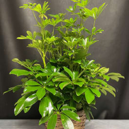 Potted green houseplant with glossy leaves in a woven basket
