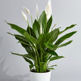 White peace lily plant in a white pot