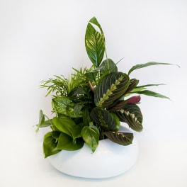 Lush green potted plant arrangement in a white bowl planter