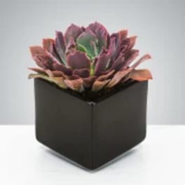 Dark Succulent by BloomNation™
