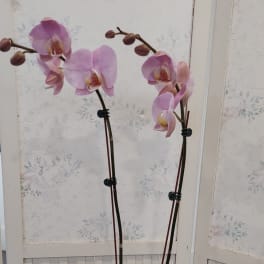 Pink orchid plant in a white pot