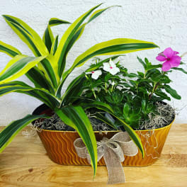 Mixed potted plants with white and pink flowers in a decorative container
