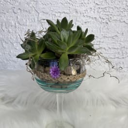 Succulent arrangement in a glass goblet with a small purple flower accent