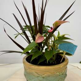 Small Dish garden in ceramic by Joly's FlorisS