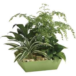 Mixed green houseplants in a green rectangular planter with stones