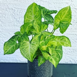Potted green arrowhead plant in a textured black container