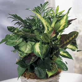 Potted arrangement of assorted green houseplants in a glass bowl