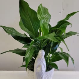 Madonna Sympathy Planter