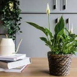 Spathiphyllum Plant " Peace Lily" (DB)