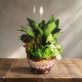 Dish garden ceramic planter LG4 (DB)