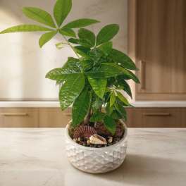 Money Tree (DB)