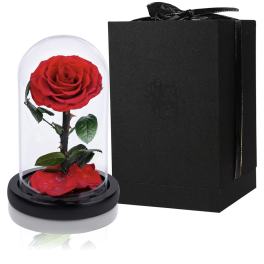 Single red rose under a glass dome beside a black gift box