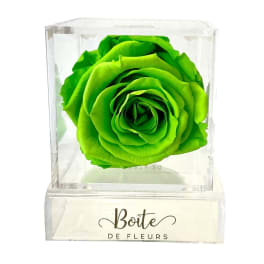 Single bright green rose in a clear acrylic box