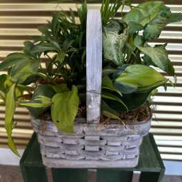 Basket of assorted green houseplants in a woven container